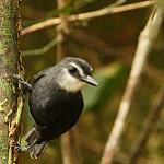 Lunulated Antbird / Oneillornis lunulatus