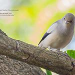 White-shouldered Starling / Sturnia sinensis