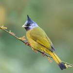 Crested Finchbill / Spizixos canifrons
