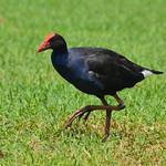 Австралийская султанка / Porphyrio melanotus