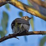 Brown-headed Honeyeater / Melithreptus brevirostris