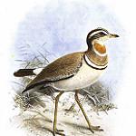Jerdon's Courser / Rhinoptilus bitorquatus