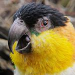 Черноголовый лорито / Pionites melanocephalus