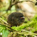 Cundinamarca Antpitta / Grallaria kaestneri