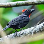 Sooty Ant Tanager / Driophlox gutturalis