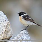 Siberian Stonechat / Saxicola maurus