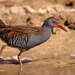 Brown-cheeked Rail / Rallus indicus