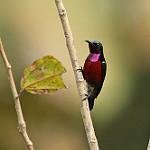 Van Hasselt's Sunbird / Leptocoma brasiliana