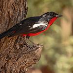 Белокрылый гонолек / Laniarius atrococcineus