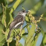 Речной пиохито / Serpophaga hypoleuca