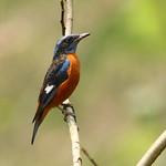 Blue-capped Rock Thrush / Monticola cinclorhyncha
