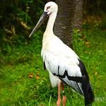 Oriental Stork / Ciconia boyciana