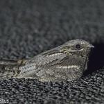 Козодой / Caprimulgus europaeus