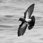 Австралийский качурки / Oceanitidae фото