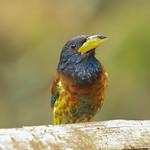 Great Barbet / Psilopogon virens