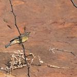 Индийская пеночка / Phylloscopus griseolus