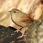 Крапивник / Troglodytes troglodytes
