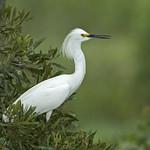 Снежная цапля / Egretta thula