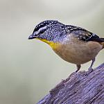 фото