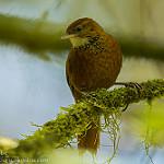 Star-chested Treerunner / Margarornis stellatus