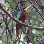 Blue-necked Jacamar / Galbula cyanicollis