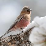 Brown-capped Rosy Finch / Leucosticte australis