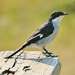Саванный фискал / Lanius humeralis