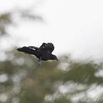 Кайский кукаль / Centropus spilopterus