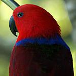 Благородный попугай / Eclectus roratus