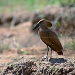 Hamerkop / Scopidae photo