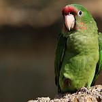 Mitred Parakeet / Psittacara mitratus