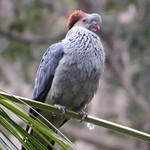 Чубатый плодовый голубь / Lopholaimus antarcticus