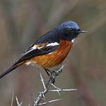 White-throated Redstart / Phoenicurus schisticeps