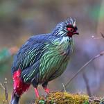 Blood Pheasant / Ithaginis cruentus