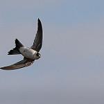 Andean Swift / Aeronautes andecolus