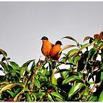 фото