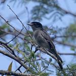Аспидный бекард / Pachyramphus spodiurus