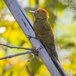 Bamboo Woodpecker / Gecinulus viridis