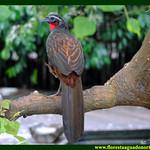 Buff-browed Chachalaca / Ortalis superciliaris
