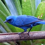 Одноцветная сойка / Aphelocoma unicolor