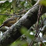 Upland Antshrike / Thamnophilus aroyae