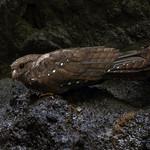 Гуахаро / Steatornis caripensis