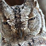 Африканская сплюшка / Otus senegalensis