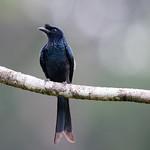 Sri Lanka Drongo / Dicrurus lophorinus