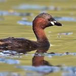 Малая поганка / Tachybaptus ruficollis