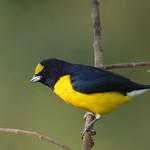 Кустарниковая эуфония / Euphonia affinis
