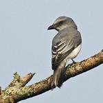 Indian Cuckooshrike / Coracina macei