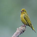 Tibetan Serin / Spinus thibetanus