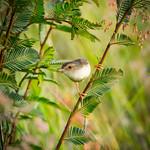 Речная приния / Prinia fluviatilis
