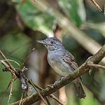 Серебристый колючник / Thamnophilus murinus